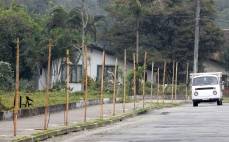A Fundação Municipal do Meio Ambiente (Fundema) concluiu neste mês o plantio de cinco mil mudas de árvores em vias públicas de diferentes regiões de Joinville - Fotografo: Rogerio da Silva - Data: 10/09/2013