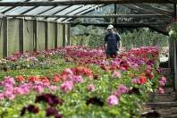 Produção de flores e plantas ornamentais em alta na região de Pirabeiraba - Fotografo: Jaksson Zanco - Data: 04/08/2014