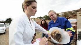Centro de Bem-estar Animal faz mutirão para castrar cães e gatos em Pirabeiraba, em Joinville - Fotografo: Rogerio da Silva - Data: 31/07/2014