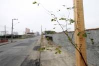 A Fundação Municipal do Meio Ambiente (Fundema) concluiu neste mês o plantio de cinco mil mudas de árvores em vias públicas de diferentes regiões de Joinville  - Fotografo: Rogerio da Silva - Data: 10/09/2013