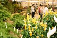 74ª Festa das Flores segue até domingo, dia 18, no Complexo Expoville, com exposição de plantas ornamentais, orquídeas e flores e muitas outras atrações - Fotografo: Marcelo Caetano/Divulgação Fundação Turística - Data: 15/11/2012