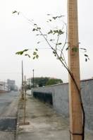 A Fundação Municipal do Meio Ambiente (Fundema) concluiu neste mês o plantio de cinco mil mudas de árvores em vias públicas de diferentes regiões de Joinville - Fotografo: Rogerio da Silva - Data: 10/09/2013