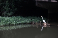 Vida no rio Cachoeira - Fotografo: Secom / Divulgação - Data: 08/06/2015