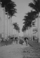 Imagem da Alameda Brüstlein, mais conhecida como Rua das Palmeiras, no ano de 1.903. - Fotografo: Reprodução Mauro Schlieck/Arquivo Histórico - Data: 05/07/2012
