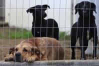 O Centro de Bem-Estar Animal foi entregue oficialmente para a comunidade neste sábado (28/4) , no bairro Vila Nova. Atende cães e gatos vítimas de maus tratos. - Fotografo: Kátia Nascimento - Data: 28/04/2012
