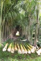 O produtor de palmáceas Gervásio Burig, da região de Rio Bonito, apresentará como é o processo e as técnicas de plantio, corte e industrialização da espécie Palmeira Imperial durante o evento Dia de Campo, em 2 de março, na Fundação Municipal 25 de Julho. - Fotografo: Adilson Girardi - Assessor Fundação 25 Julho - Data: 13/02/2012
