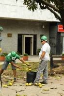  Durante esta quinta e sexta-feira (01 e 02/12) a equipe de arborização da Fundação Municipal do Meio Ambiente (Fundema) realiza a limpeza dos frutos das árvores da Praça Lauro Müller  - Fotografo: Kátia Nascimento - Data: 01/12/2011