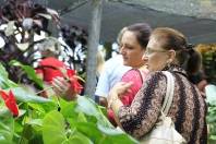 Feira do Anthurium - Fotografo: Mauro Artur Schlieck / Secom - Data: 28/04/2016