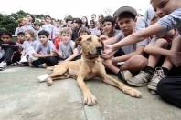 Cão da pata decepada volta ao Jardim Paraíso - Fotografo: Rogerio da Silva - Data: 18/10/2013