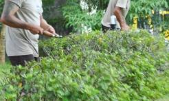 Reeducandos fazem trabalho de jardinagem na Prefeitura de Joinville - Fotografo: Aline - Conurb - Data: 19/01/2012
