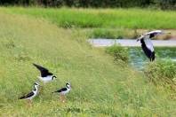 Pernilongo-de-costas-pretas (Himantopus melanurus), ave encontrada na ETE do Jarivatuba - Fotografo: Divulgação/Águas de Joinville - Data: 12/02/2015