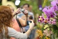 75ª Festa das Flores - Fotografo: Max Schwoelk/Divulgação - Data: 14/11/2013