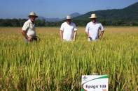 Dia de Campo do Arroz - Fotografo: Adilson Girardi - Data: 24/03/2014