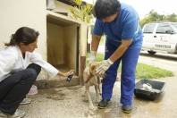 O Centro de Bem-estar Animal (BEA) recebeu R$ 526 mil em investimentos desde a sua inauguração. O local está passando por ampliação para melhorar o funcionamento e a qualidade de vida dos bichos - Fotografo: Kátia Nascimento - Data: 22/11/2012