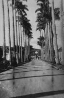 Imagem da Alameda Brüstlein, mais conhecida como Rua das Palmeiras, na década de 70. - Fotografo: Reprodução Mauro Schlieck/Arquivo Histórico - Data: 05/07/2012