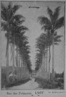 Imagem da Alameda Brüstlein, mais conhecida como Rua das Palmeiras, no ano de 1.905. - Fotografo: Reprodução Mauro Schlieck/Arquivo Histórico - Data: 05/07/2012