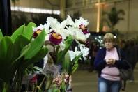 74ª Festa das Flores abre ao público nesta terça-feira (13/11). Mercado de plantas e flores e exposição internacional de orquídeas estão entre as atrações - Fotografo: Mauro Artur Schlieck/ARQUIVO - Data: 12/11/2012