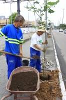 A Fundema está realizando o plantio de árvores ao longo da Avenida Beira-Rio - Fotografo: Mauro Artur Schlieck - Data: 25/11/2011