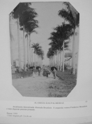 Imagem da Alameda Brüstlein, mais conhecida como Rua das Palmeiras, no ano de 1.903. - Fotografo: Reprodução Mauro Schlieck/Arquivo Histórico - Data: 05/07/2012