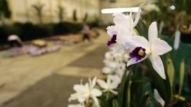 Montagem da 77ª Festa das Flores - Fotografo: Rogerio da Silva - Data: 16/11/2015