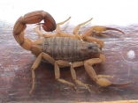 Escorpião da espécie Tityus serrulatus possui as pernas e cauda amarela-clara e mede até sete centímetros de comprimento - Fotografo: Divulgação - Data: 09/09/2013