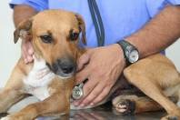 Entenda o funcionamento do Centro de Bem-estar Animal - Fotografo: Divulgação/Secom - Data: 04/08/2015