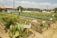 A entrega das Hortas Urbanas e Periurbanas em Parceria com o Ministério do Desenvolvimento Social de Santa Catarina aconteceu nesta quarta-feira (09) no bairro Jardim Iririú com a presença do prefeito Carlito Merss e da comunidade do local - Fotografo: Kátia Nascimento - Data: 09/11/2011