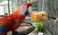 Picolés de fruta que estão sendo oferecidos aos animais no Parque Zoobotânico - Fotografo: Divulgação/SECOM - Data: 28/01/2015