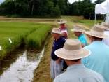 Lançamento de nova semente de arroz irrigado - Fotografo: Divulgação/Fundação 25 de Julho - Data: 06/02/2015