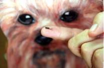 O microchip tem o tamanho de um grão de arroz - Fotografo: Divulgação - Data: 17/04/2013