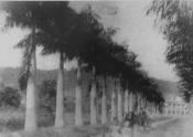 Imagem da Alameda Brüstlein, mais conhecida como Rua das Palmeiras, no ano de 1.896. - Fotografo: Reprodução Mauro Schlieck/Arquivo Histórico - Data: 05/07/2012