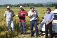 Mais de 100 agricultores participaram na manhã dessa quarta-feira (21/3) do Dia de Campo do Arroz, evento promovido em parceria pela Fundação 25 de Julho e Epagri. O evento foi realizado na propriedade de Raul Lafin, na Estrada Blumenau. - Fotografo: Divulgação Fundação 25 de Julho - Data: 21/03/2012