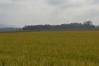 Seminário Municipal do Arroz vai discutir manejo e saúde nas lavouras - Fotografo: Adilson Girardi - Data: 06/05/2014