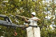 Durante esta quinta e sexta-feira (01 e 02/12) a equipe de arborização da Fundação Municipal do Meio Ambiente (Fundema) realiza a limpeza dos frutos das árvores da Praça Lauro Müller - Fotografo: Kátia Nascimento - Data: 01/12/0211